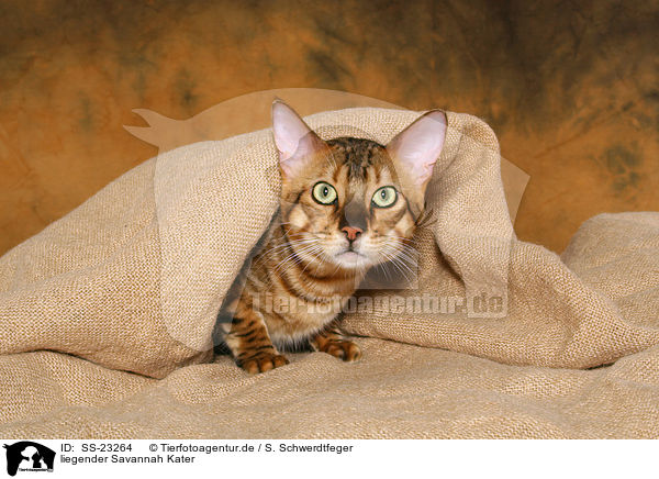 Savannah Kater / Savannah tomcat / SS-23264