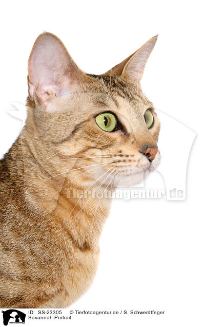 Savannah Portrait / Savannah Portrait / SS-23305