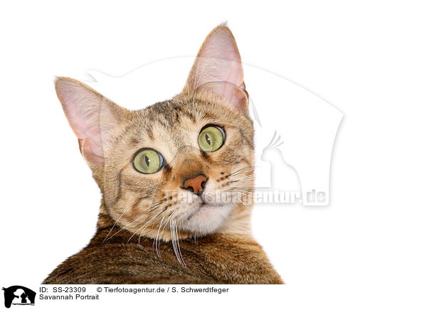 Savannah Portrait / Savannah Portrait / SS-23309