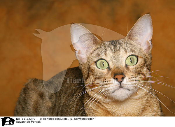 Savannah Portrait / Savannah Portrait / SS-23319