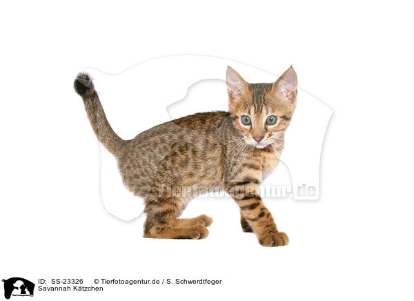 Savannah Ktzchen / Savannah kitten / SS-23326