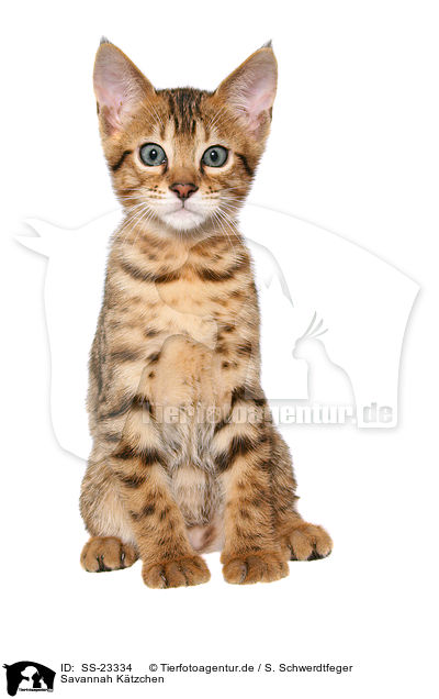Savannah Ktzchen / Savannah kitten / SS-23334