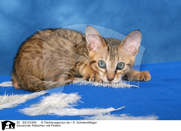 Savannah Ktzchen / Savannah kitten / SS-23369