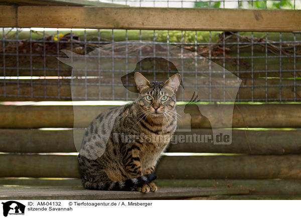 sitzende Savannah / sitting Savannah / AM-04132
