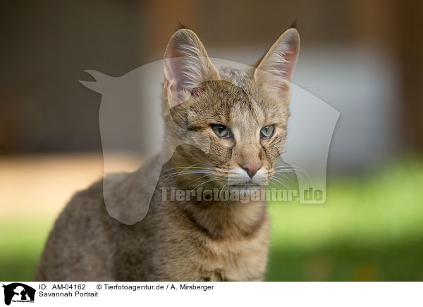 Savannah Portrait / Savannah Portrait / AM-04162