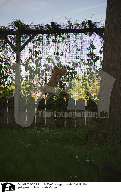 springende Savannah-Katze / jumping Savannah cat / HBO-02621
