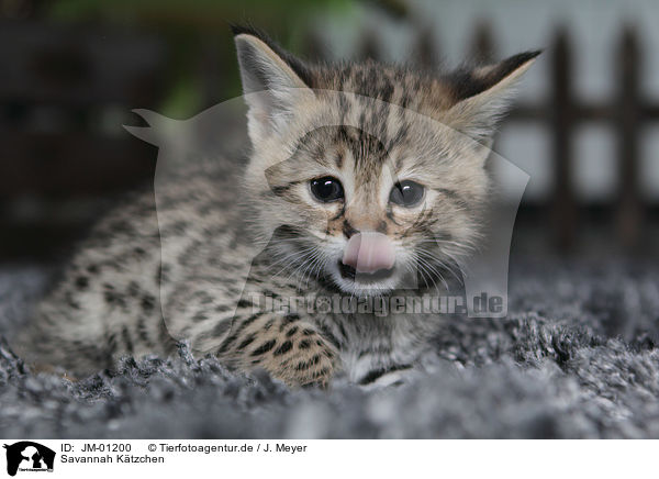Savannah Ktzchen / Savannah Kitten / JM-01200