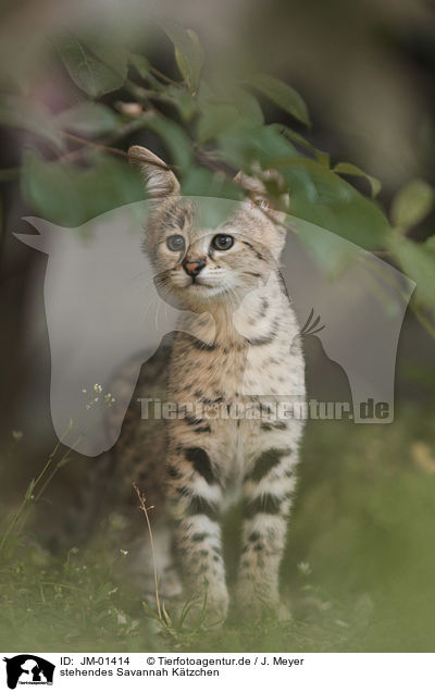 stehendes Savannah Ktzchen / standing Savannah kitten / JM-01414