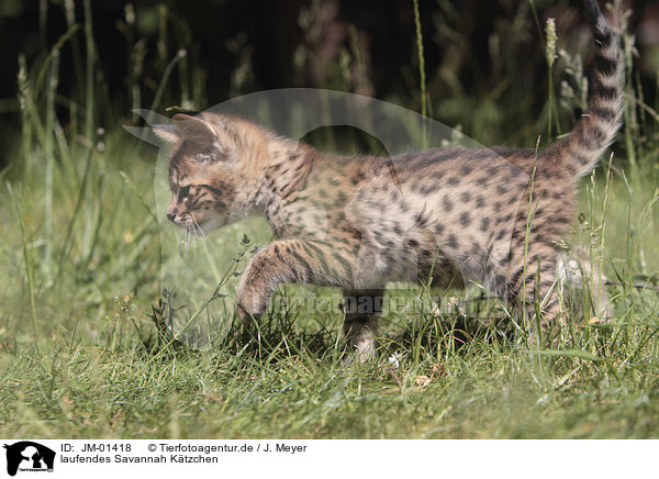 laufendes Savannah Ktzchen / walking Savannah kitten / JM-01418