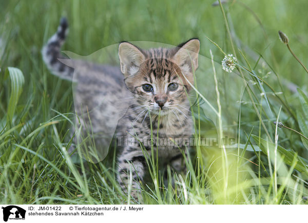 stehendes Savannah Ktzchen / standing Savannah kitten / JM-01422