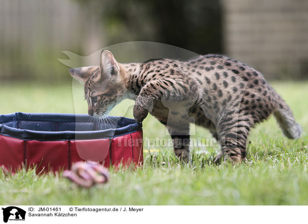 Savannah Ktzchen / Savannah kitten / JM-01461