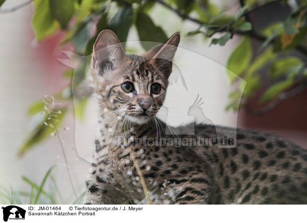 Savannah Ktzchen Portrait / Savannah kitten portrait / JM-01464
