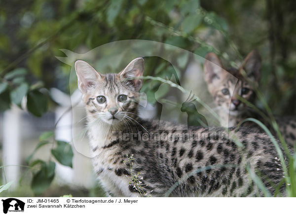 zwei Savannah Ktzchen / two Savannah kittens / JM-01465