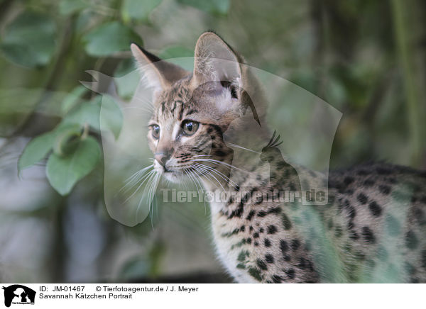 Savannah Ktzchen Portrait / Savannah kitten portrait / JM-01467