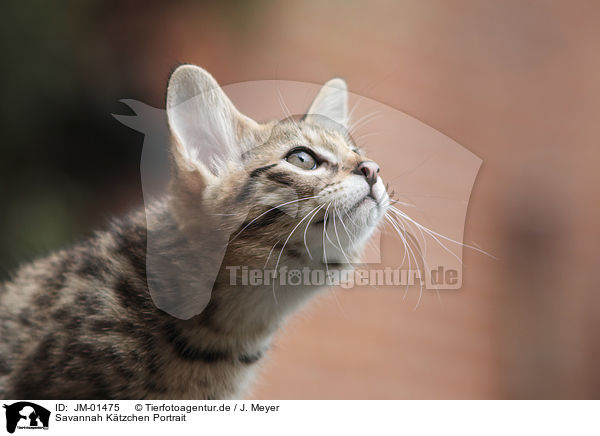 Savannah Ktzchen Portrait / Savannah kitten portrait / JM-01475