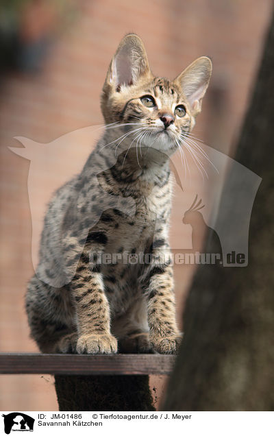 Savannah Ktzchen / Savannah kitten / JM-01486