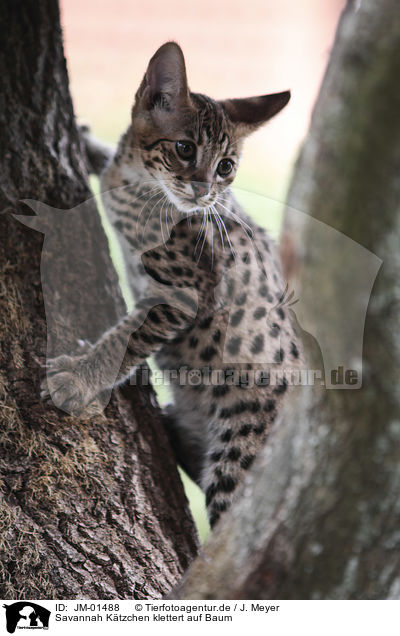 Savannah Ktzchen klettert auf Baum / Savannah kitten climbs on tree / JM-01488