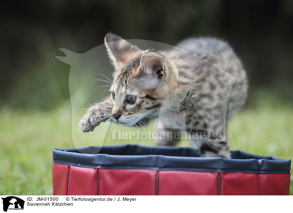 Savannah Ktzchen / Savannah kitten / JM-01500