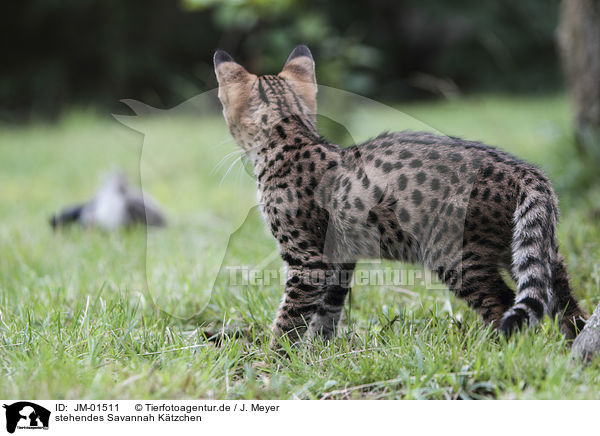 stehendes Savannah Ktzchen / standing Savannah kitten / JM-01511