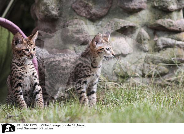 zwei Savannah Ktzchen / two Savannah kittens / JM-01523