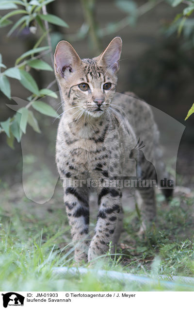 laufende Savannah / walking Savannah / JM-01903