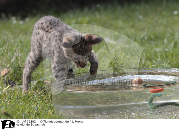 spielende Savannah / playing Savannah / JM-02202