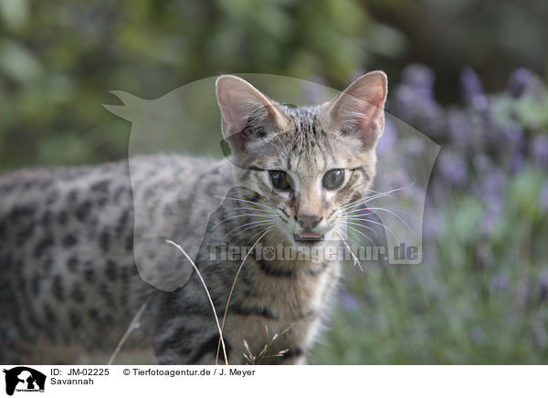Savannah / Savannah / JM-02225