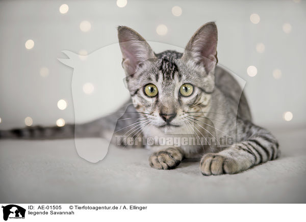 liegende Savannah / lying Savannah / AE-01505