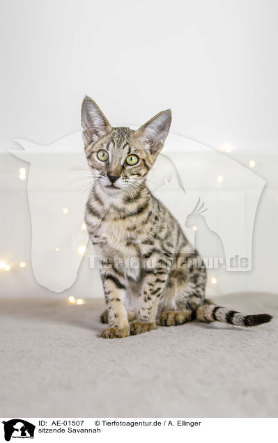 sitzende Savannah / sitting Savannah / AE-01507
