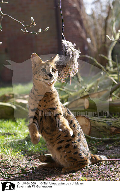Savannah F1 Generation / Savannah F1 Generation / JM-04560