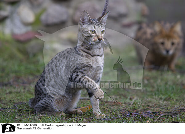 Savannah F2 Generation / Savannah F2 Generation / JM-04689