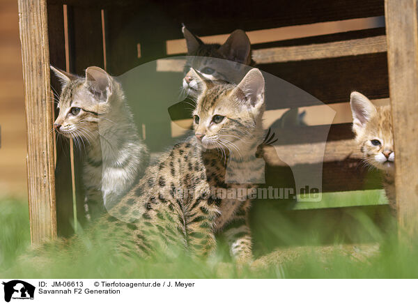 Savannah F2 Generation / Savannah F2 Generation / JM-06613