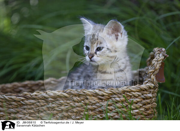 Savannah Ktzchen / Savannah Kitten / JM-06810