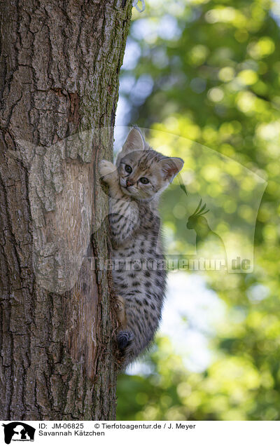 Savannah Ktzchen / Savannah Kitten / JM-06825