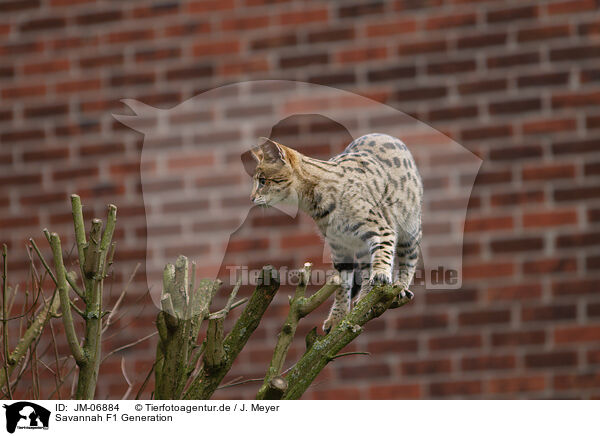 Savannah F1 Generation / JM-06884