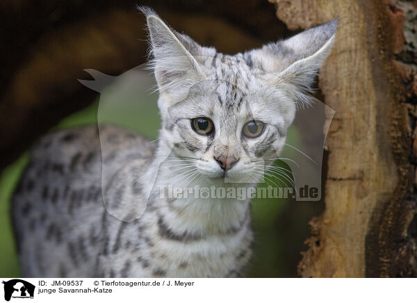 junge Savannah-Katze / JM-09537