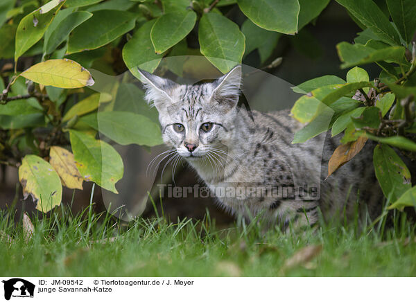 junge Savannah-Katze / young Savannah / JM-09542