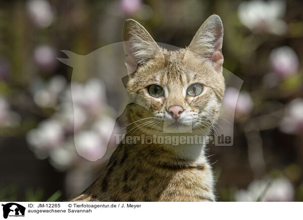 ausgewachsene Savannah / adult Savannah / JM-12265