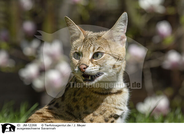 ausgewachsene Savannah / adult Savannah / JM-12268