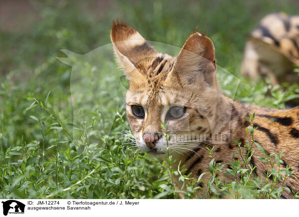 ausgewachsene Savannah / adult Savannah / JM-12274