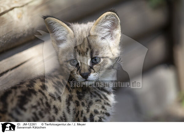 Savannah Ktzchen / Savannah Kitten / JM-12281