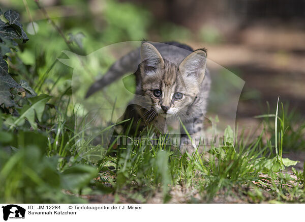Savannah Ktzchen / Savannah Kitten / JM-12284