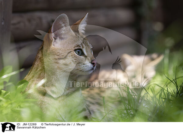 Savannah Ktzchen / Savannah Kitten / JM-12289