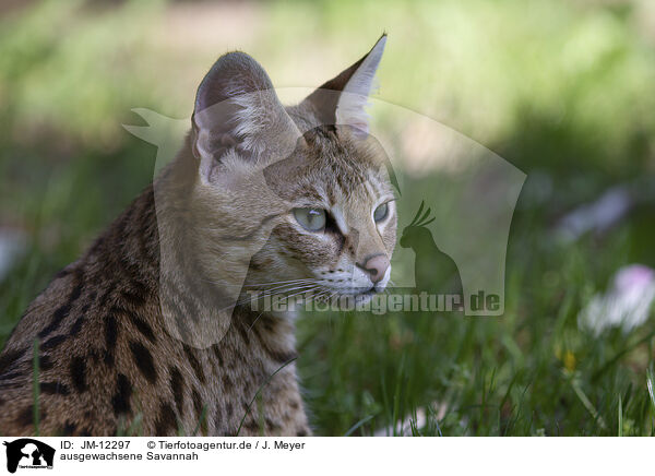 ausgewachsene Savannah / adult Savannah / JM-12297