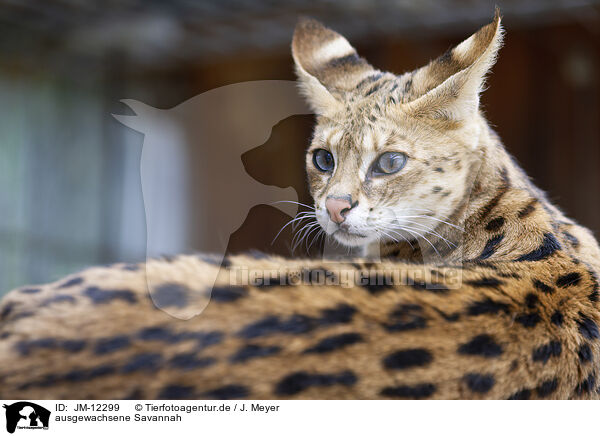 ausgewachsene Savannah / adult Savannah / JM-12299