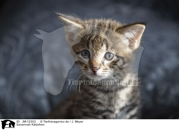 Savannah Ktzchen / Savannah Kitten / JM-12303