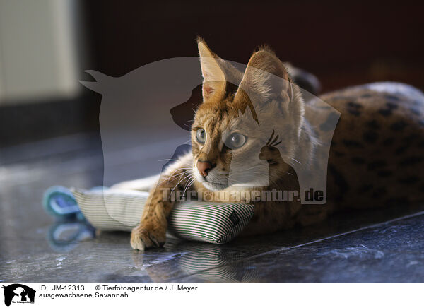 ausgewachsene Savannah / adult Savannah / JM-12313