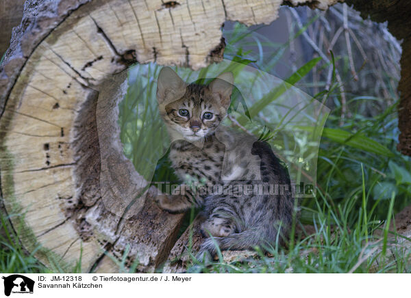 Savannah Ktzchen / Savannah Kitten / JM-12318
