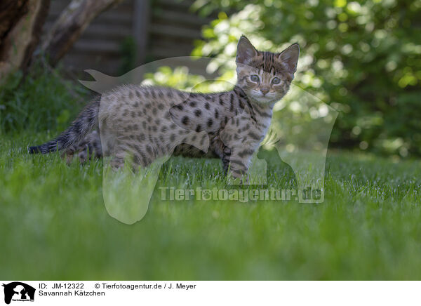 Savannah Ktzchen / Savannah Kitten / JM-12322
