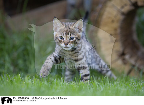 Savannah Ktzchen / Savannah Kitten / JM-12338